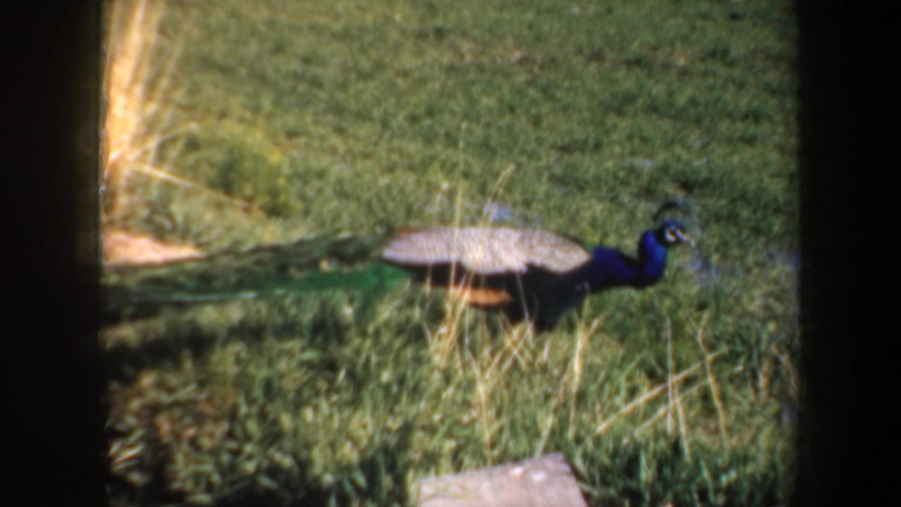 1957 Portland-area 8mm frame showing a peacock crossing a grassy yard, with dark projector borders around the scan.