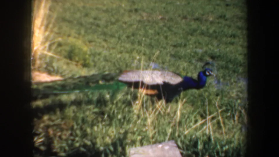 1957 Portland-area 8mm frame showing a peacock crossing a grassy yard, with dark projector borders around the scan.