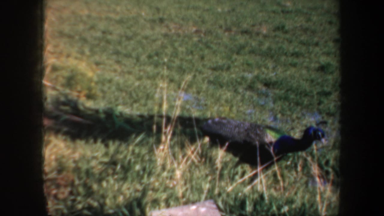 Peacock walking right across a grassy area with tail feathers behind it.