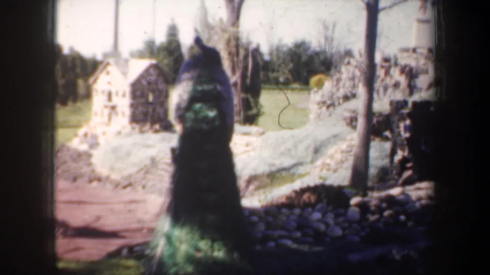 A rear view of the peacock in a grassy Portland yard, with stone edging and small structures in the background.
