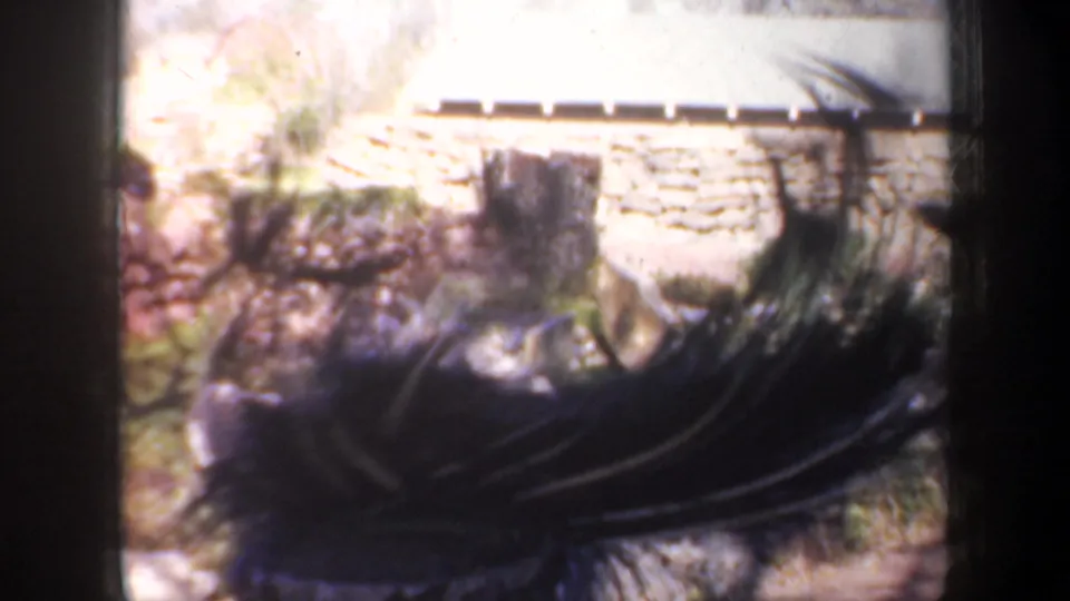 Close, soft 8mm view of the peacock's tail and body near grass, stonework, and a pale yard structure in Portland.