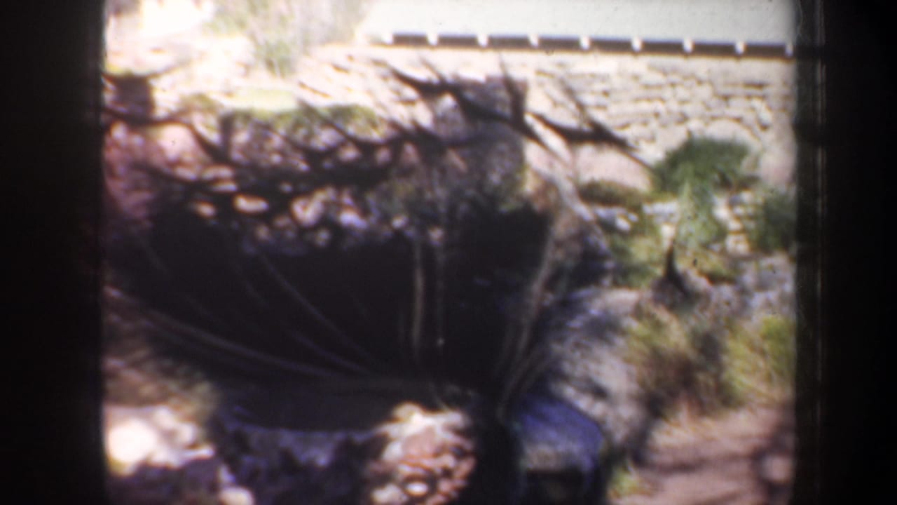 A peacock walks through a sun-dappled garden setting in archival 8mm footage associated with Portland, Oregon, 1957.