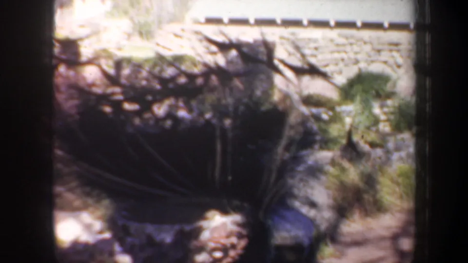 A peacock walks through a sun-dappled garden setting in archival 8mm footage associated with Portland, Oregon, 1957.