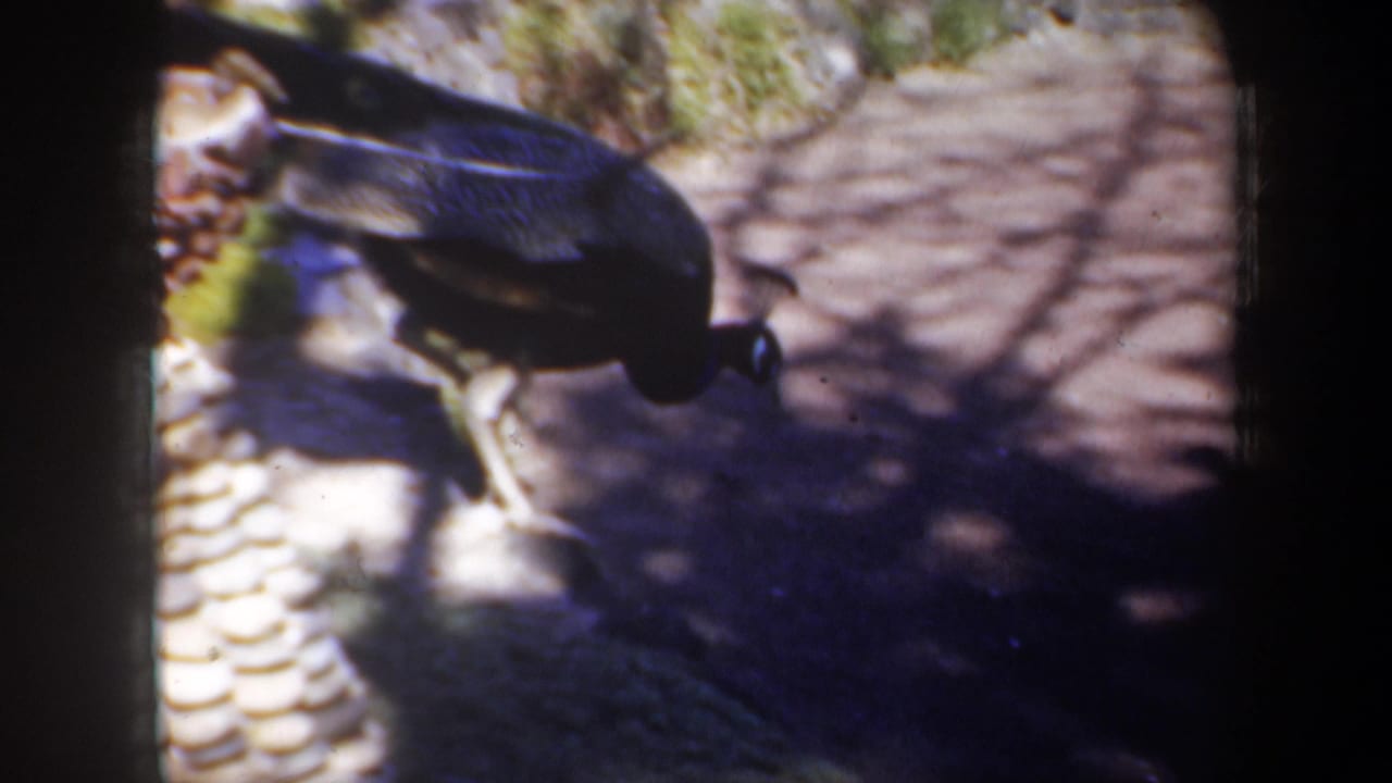 Close view of a peacock walking across stone paving in mottled shade.