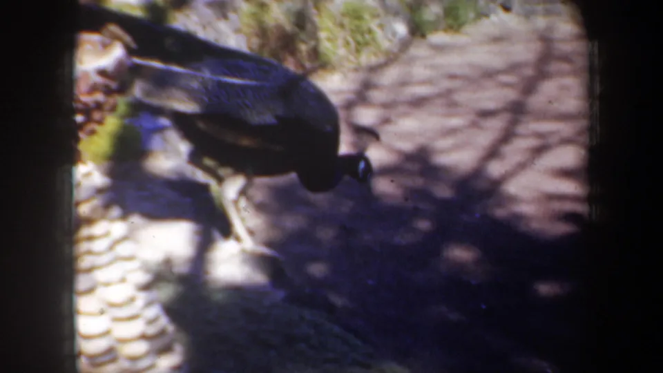 The peacock appears in closer view, its dark blue body and long tail passing over patterned garden paving.
