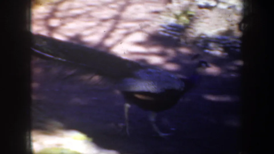 A handheld 8mm frame catches the peacock low in the composition while it moves across shaded garden paving.