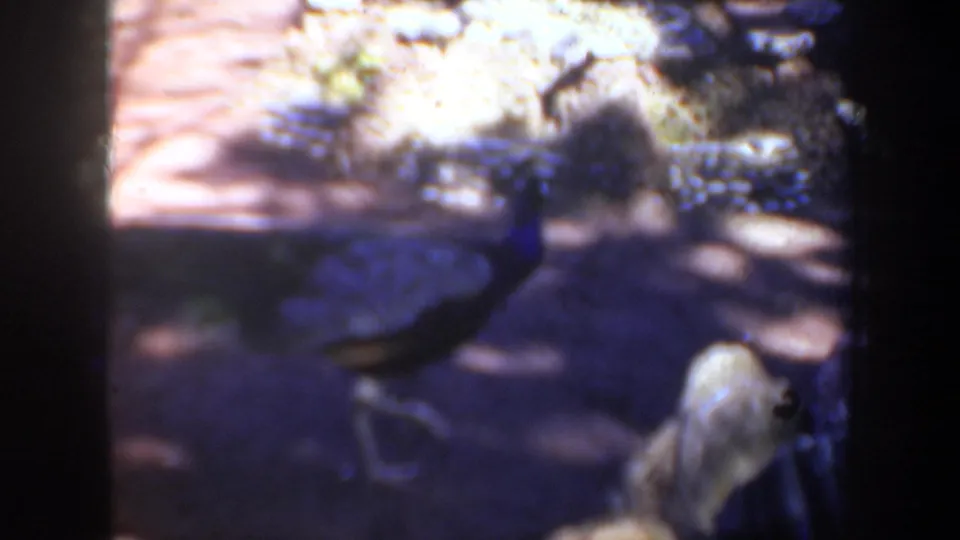 The final frame shows the garden setting with a pale statue on a pedestal and the peacock partly obscured in the foreground shadow.