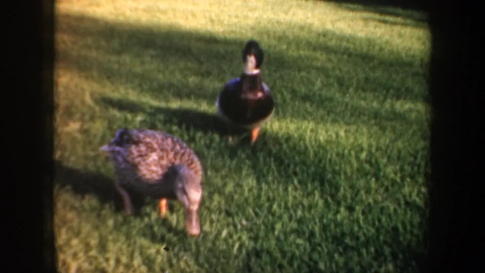 1957 Portland 8mm frame showing two ducks on a green lawn, one darker bird standing upright and one mottled brown bird feeding or walking.