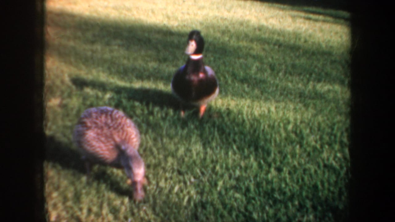 1957 Portland home-movie frame showing a male mallard standing on grass while a female mallard forages nearby.