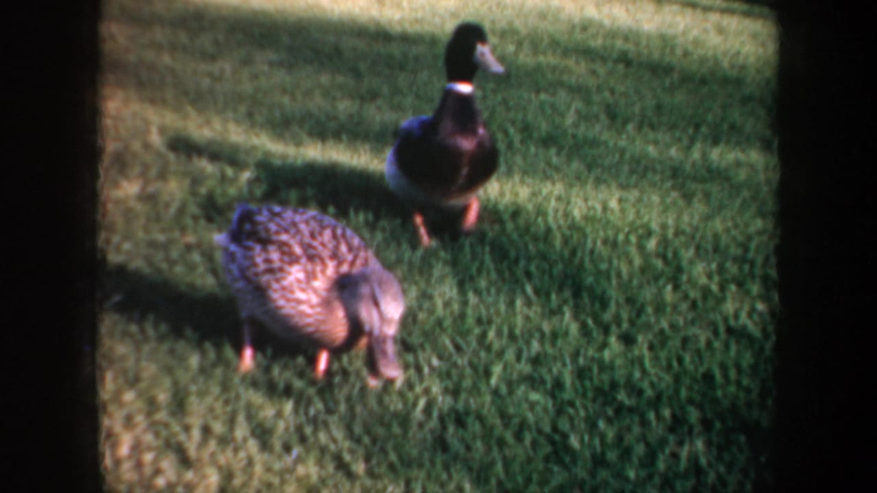 1957 Portland home-movie frame of a female mallard foraging on a lawn while a male mallard stands in the background.