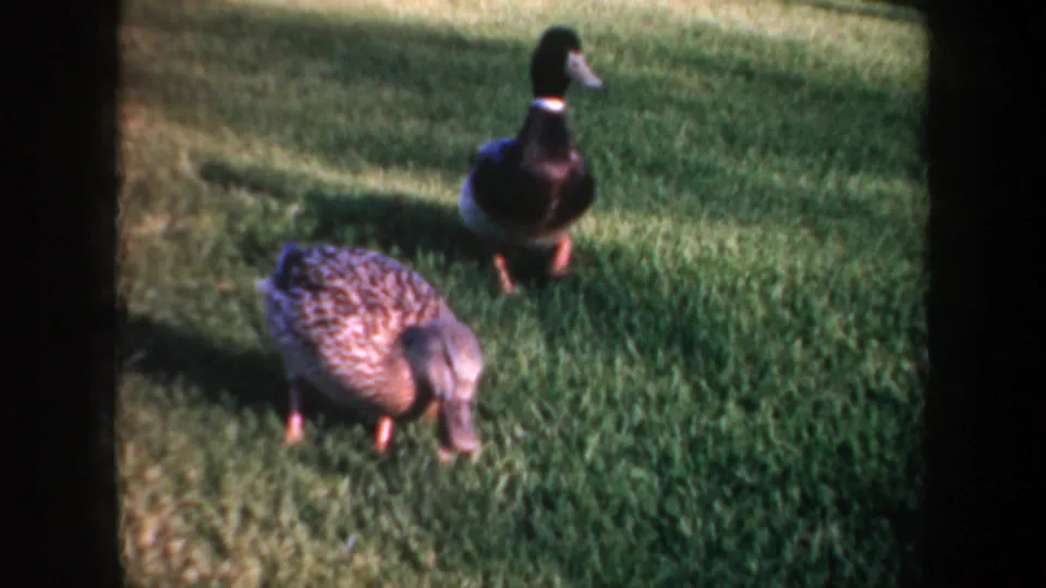1957 Portland home-movie frame of a female mallard foraging on a lawn while a male mallard stands in the background.