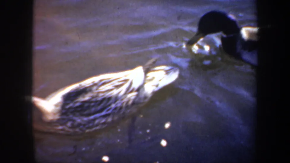 1957 Portland home-movie frame showing mallard ducks swimming through calm water with soft reflections.
