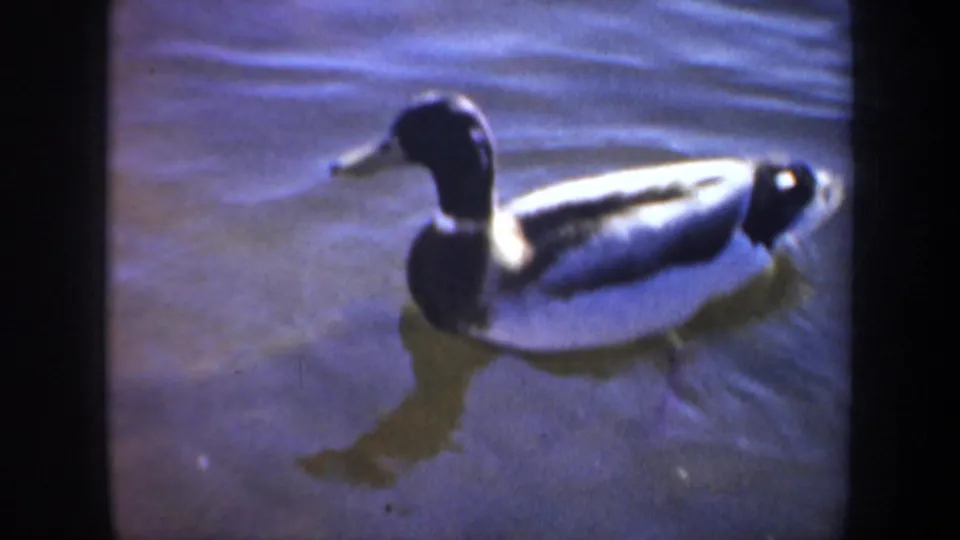 1957 Portland home-movie frame of a male mallard swimming in water with a visible reflection and film-edge softness.
