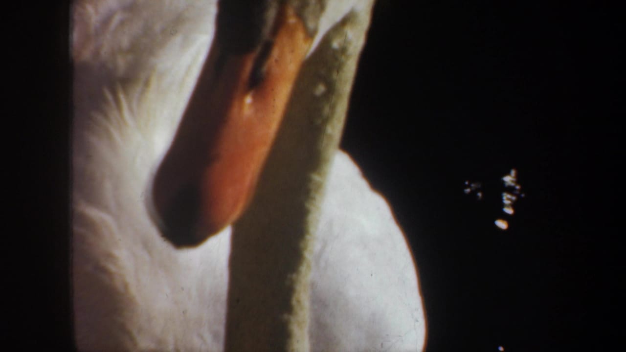 Close 8mm frame of a white swan in Portland, Oregon footage, showing its orange bill, neck, and body against dark water.