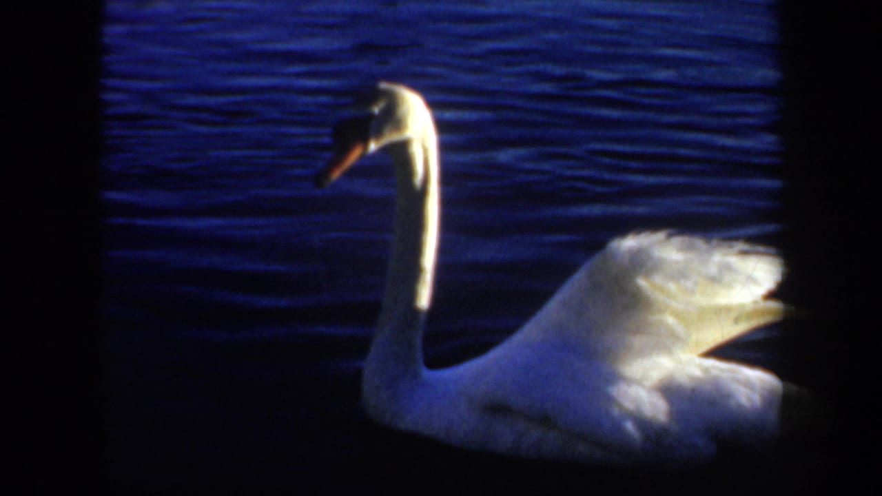 White swan floats on dark blue water with its neck upright and wings partly raised.
