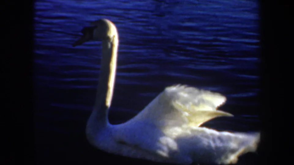 Profile frame of the white swan on rippled blue water, with its long neck extended and rear feathers lifted.
