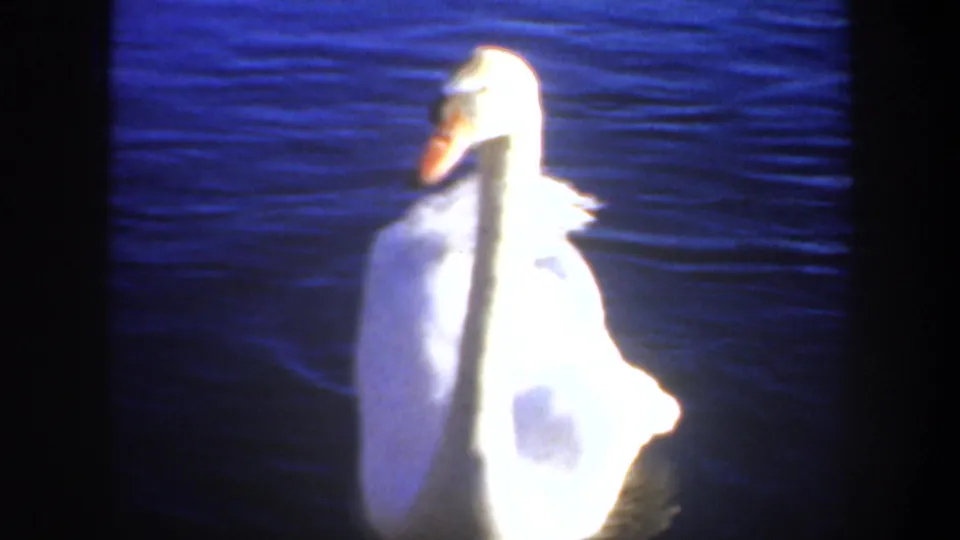 Front-facing view of the swan in 1957 Portland 8mm footage, with bright exposure on its white body against dark blue water.