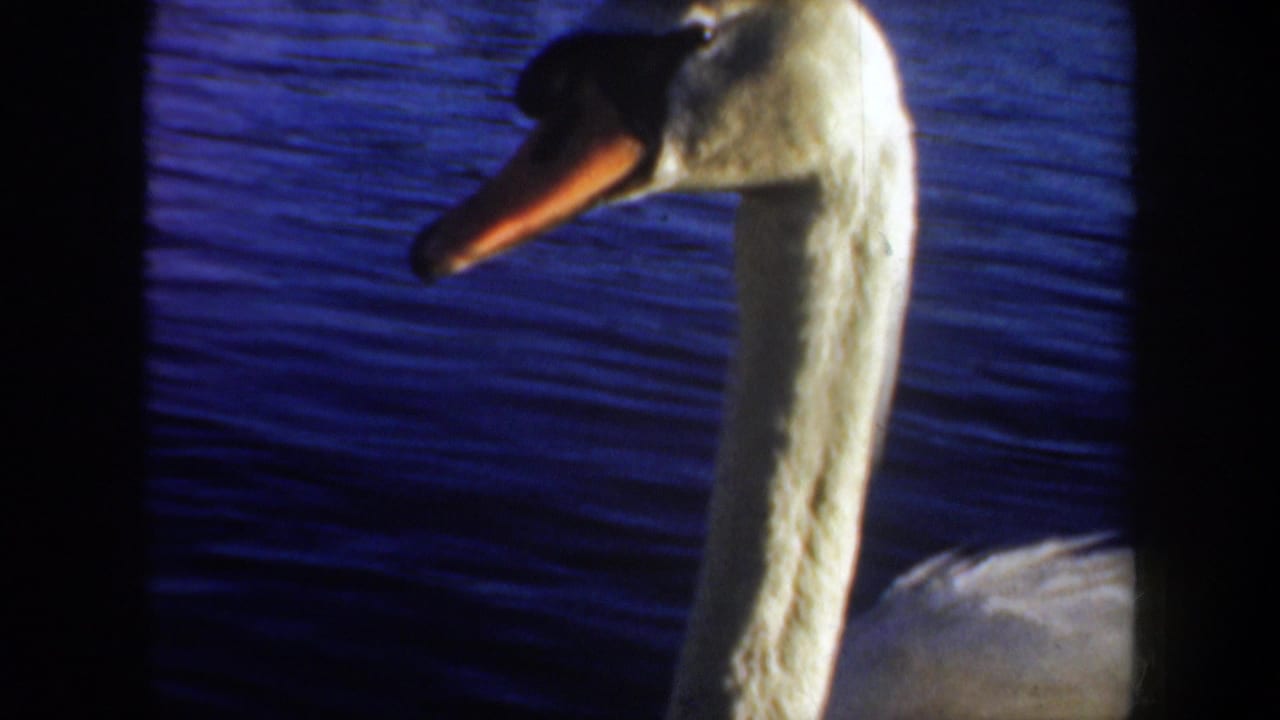 1957 Portland home-movie frame showing a white swan in close view against deep blue rippling water.