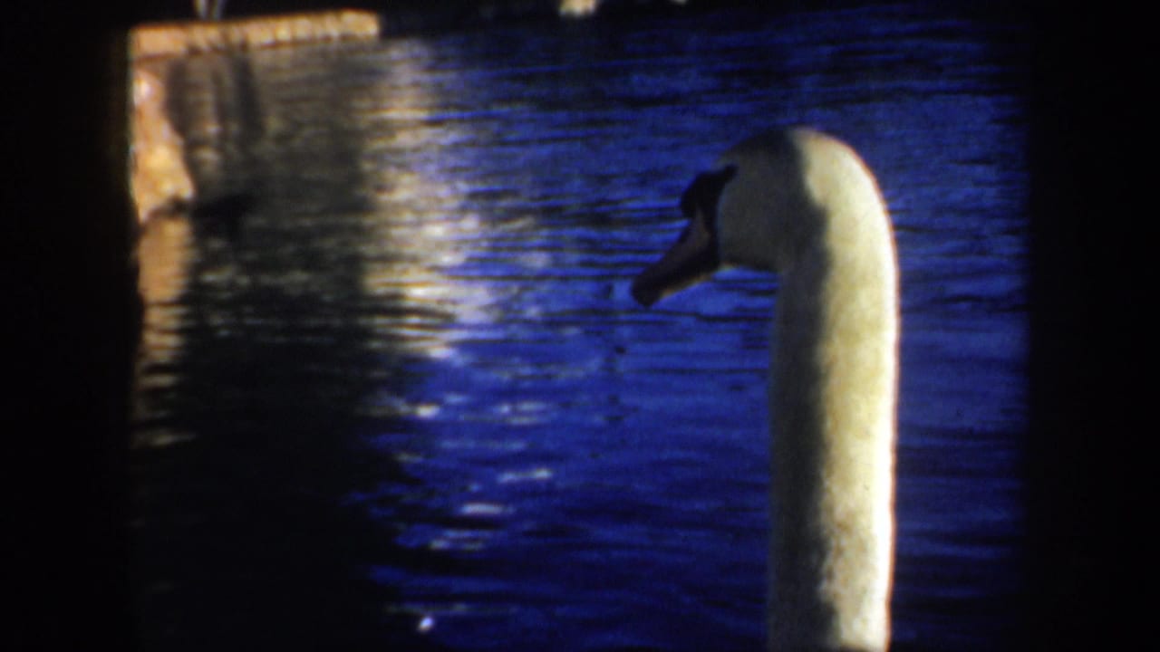 White swan at right with blue water and bright reflection behind it.