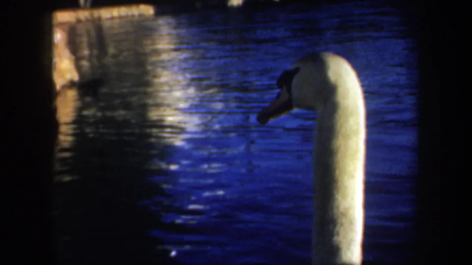 A white swan appears at the right edge of a 1957 Portland lake scene, with bright reflected light on blue water.