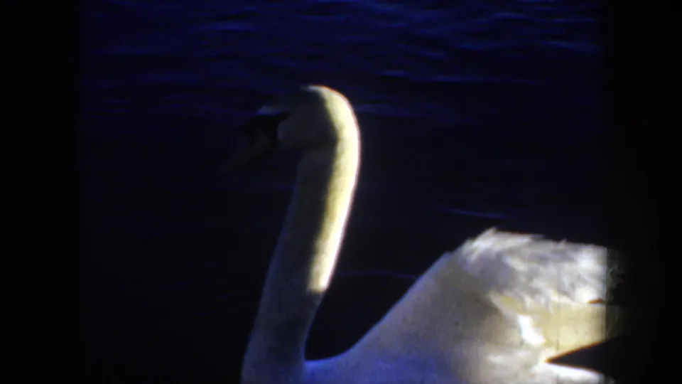 1957 Portland 8mm frame with a partly shadowed white swan moving across dark blue rippling water.