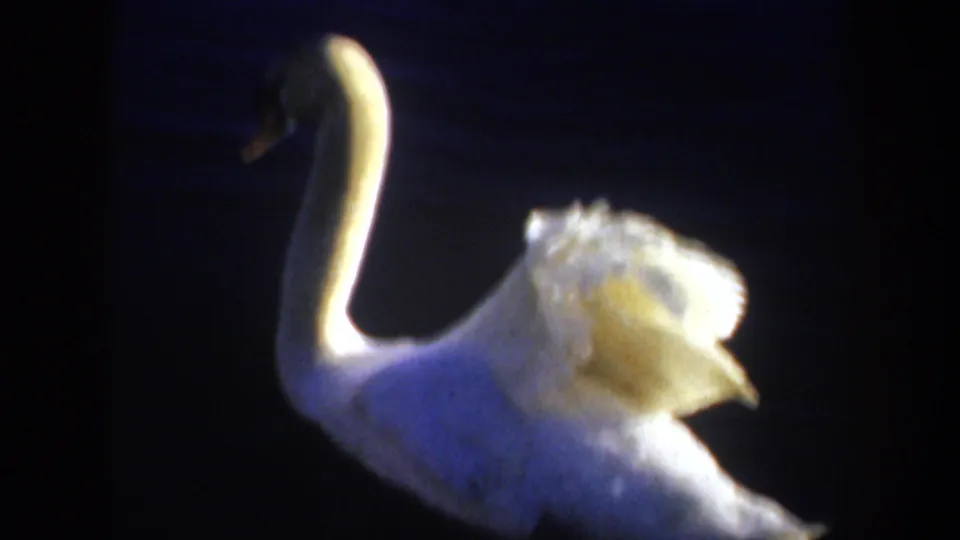 White swan with ruffled sunlit feathers on dark water in a 1957 Portland home-movie frame.