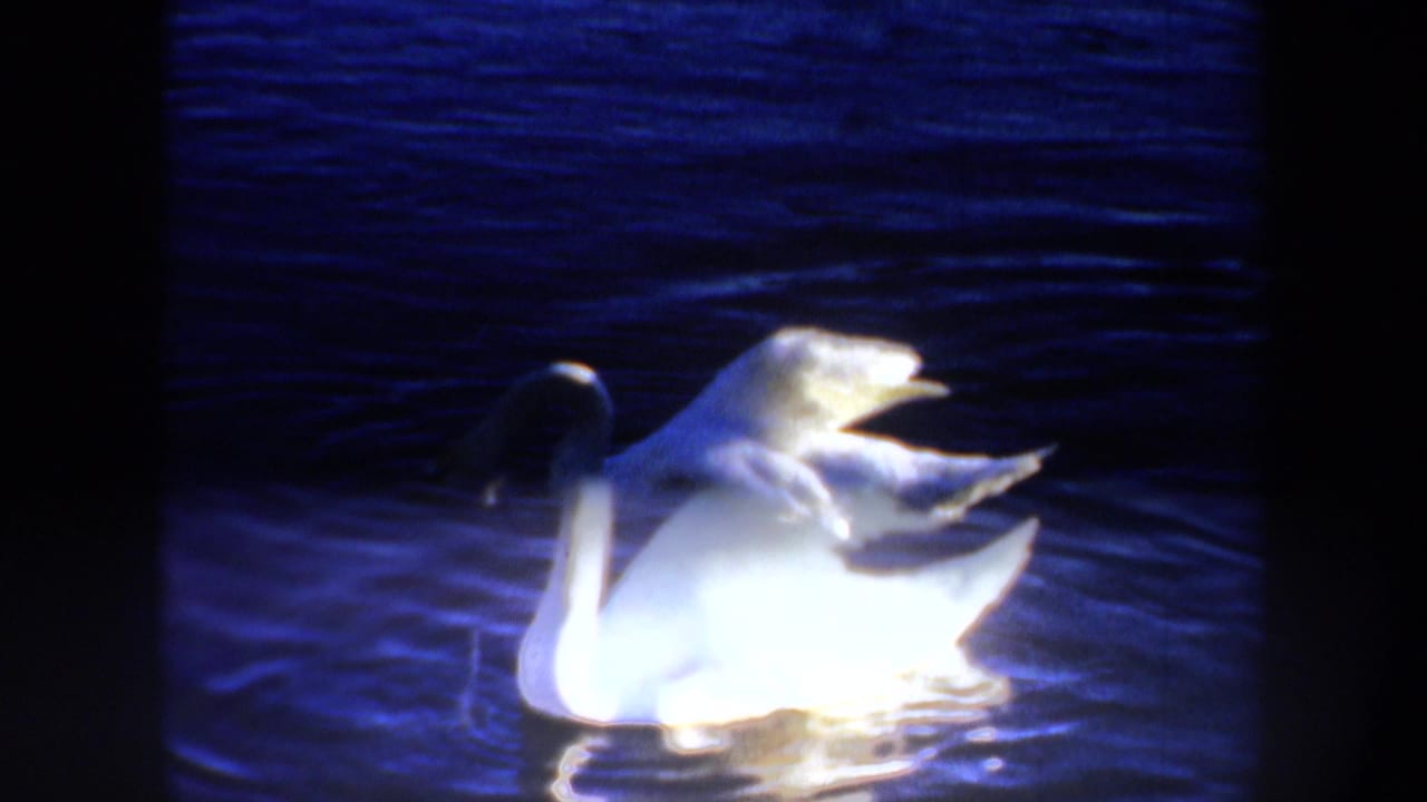 White swan on a pond in Portland, Oregon, 1957 home-movie footage, with dark rippled water and a second bird in the background.