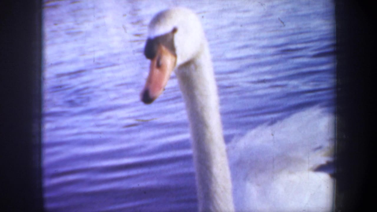 Close view of a white swan's head and long neck against rippled water.