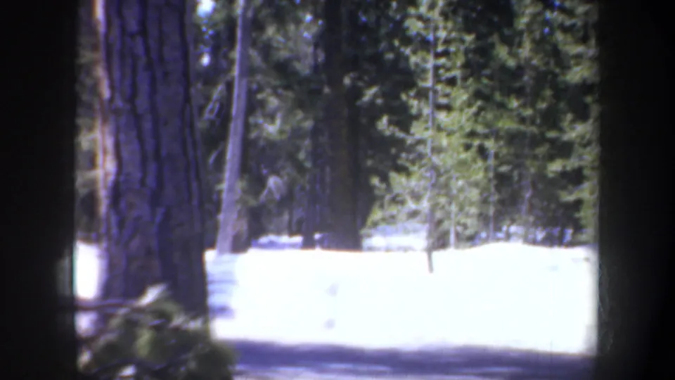 Snowy wooded area in Portland, Oregon, 1957 footage, framed by tall trunks and evergreen trees in bright winter light.