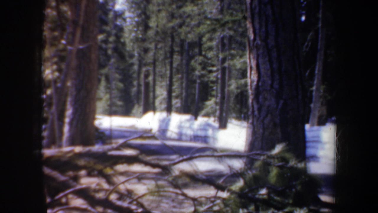 1950s 8mm view of a narrow forest road with tall evergreens, dark tree trunks, and snow along the roadside.