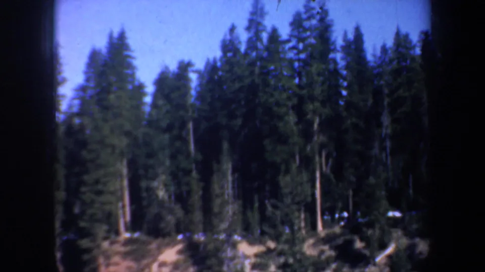 Distant evergreen forest and hillside appear beyond dark tree trunks under a blue sky in soft 8mm color.