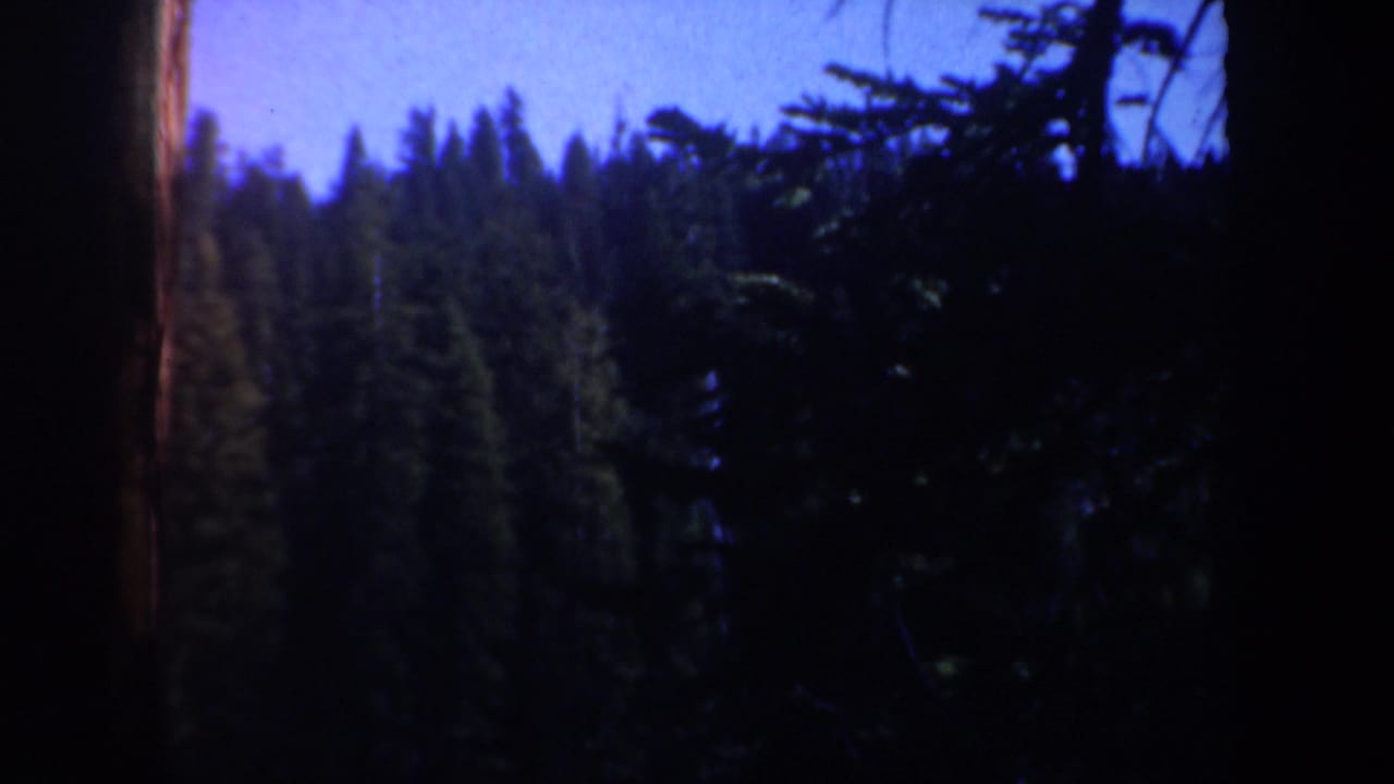 Dark evergreen forest with tall trunks and a bright blue sky above.