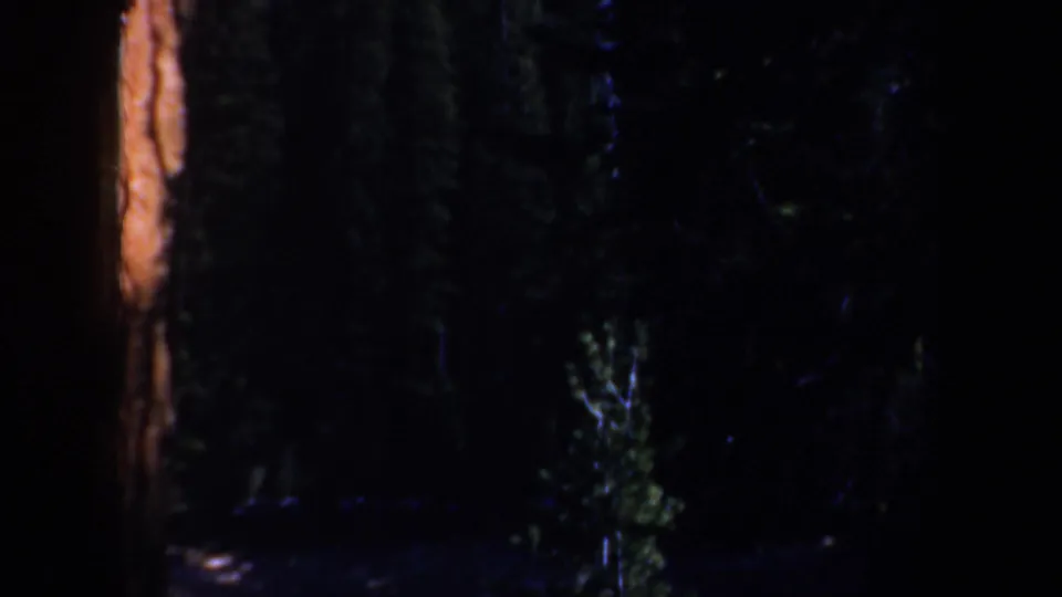 A dim 1957 Oregon forest frame shows trunks, dense evergreen growth, and small glints of light through the trees.