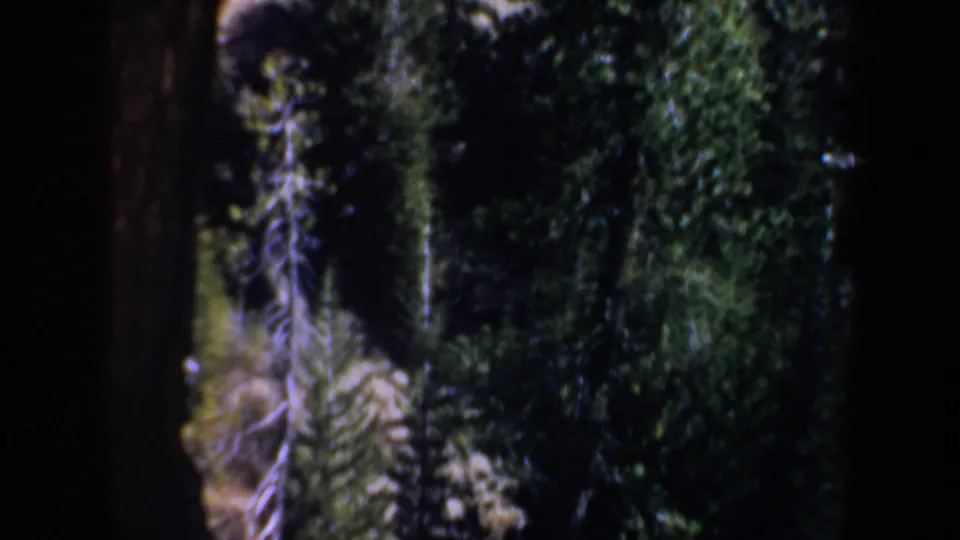 Final 8mm frame shows dense evergreens, brush, and a shadowed rocky slope in the Oregon landscape.
