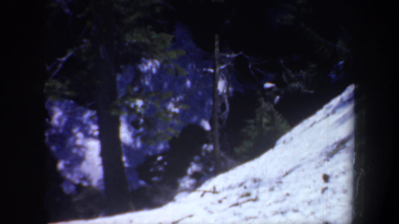 Snow-covered slope beyond dark tree trunks in a wooded area.