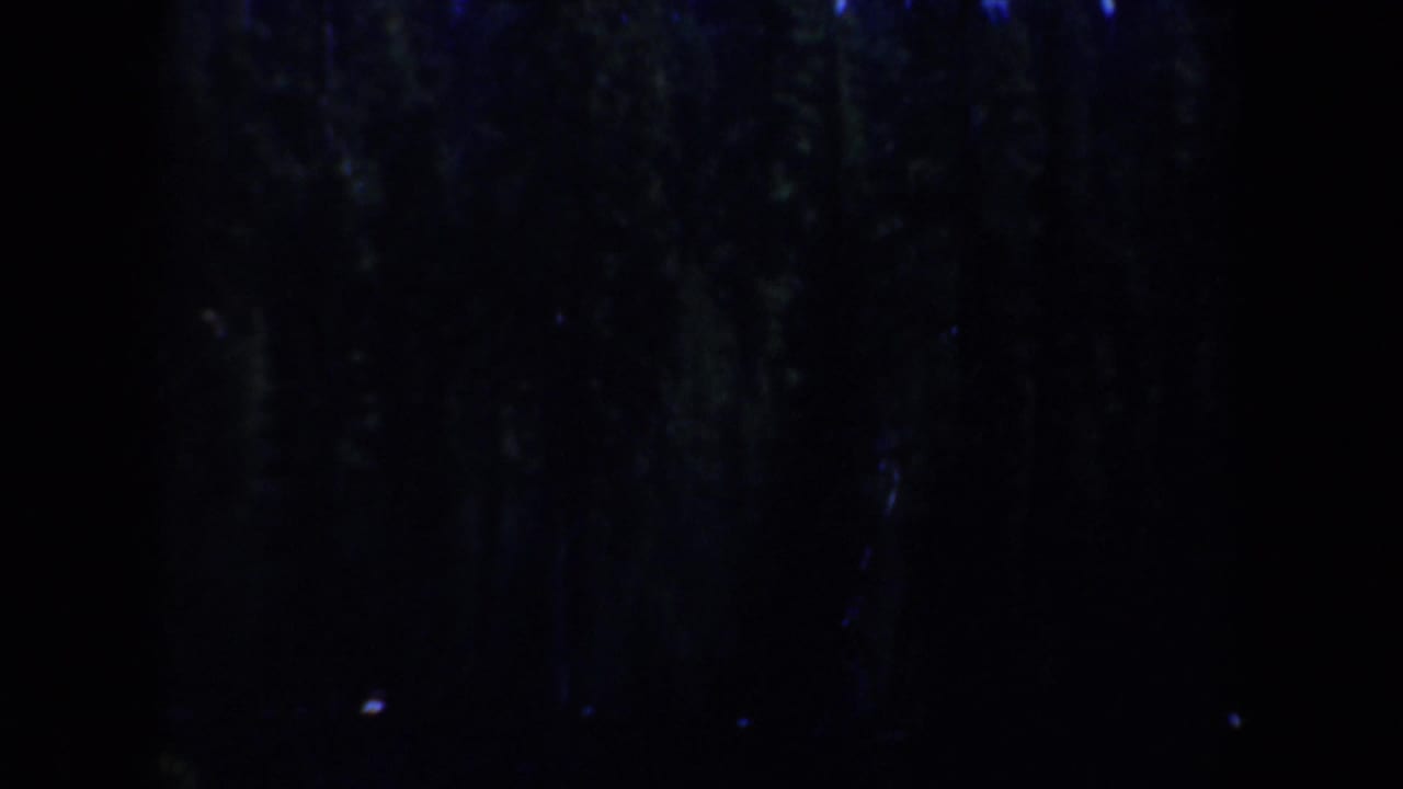 Shadowed evergreen trees in a dark 1957 Oregon 8mm home-movie frame, with very limited foreground detail.