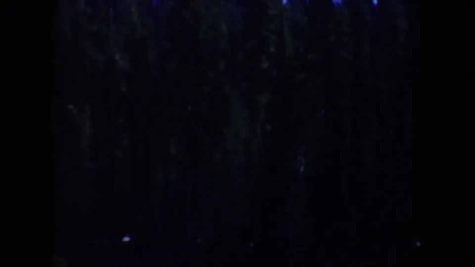 Shadowed evergreen trees in a dark 1957 Oregon 8mm home-movie frame, with very limited foreground detail.