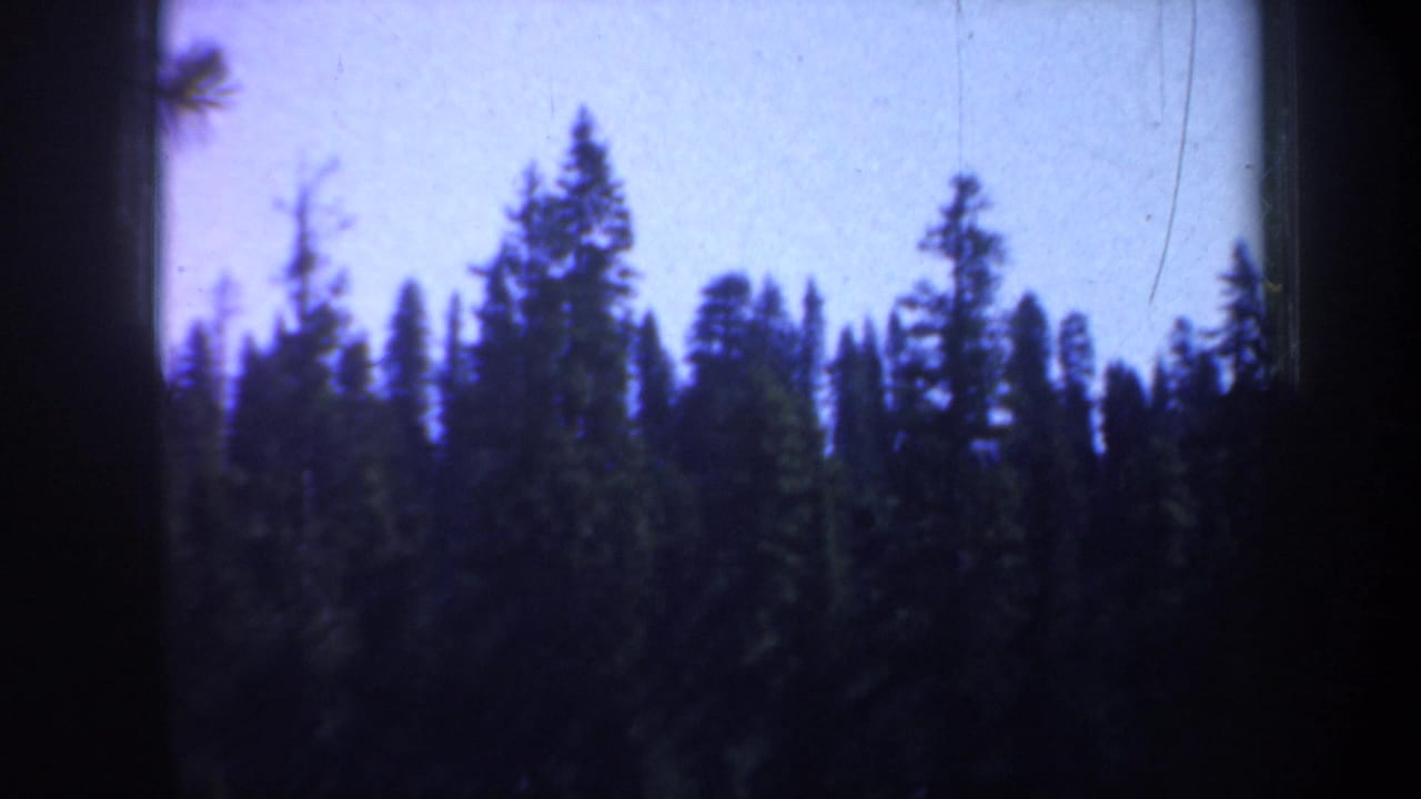 Tall evergreen trees silhouetted against a pale sky.
