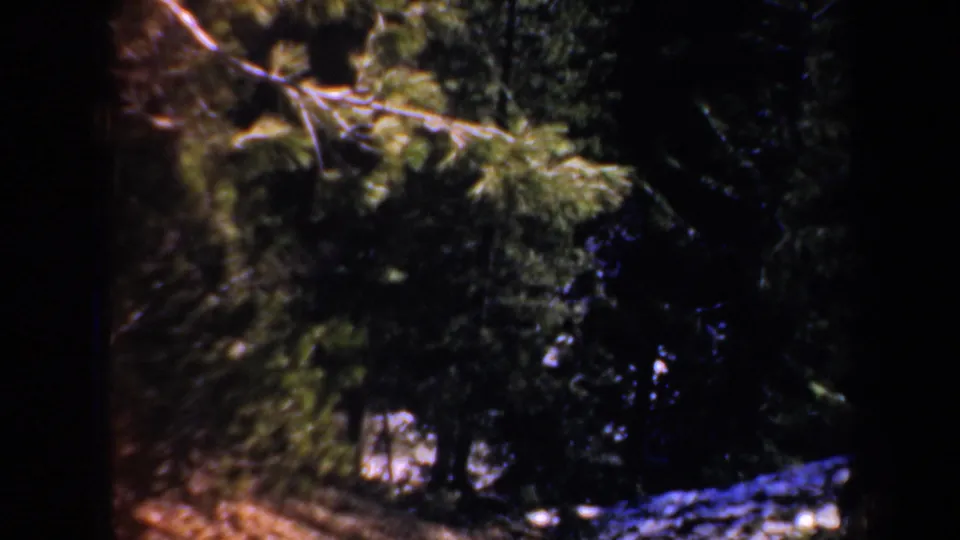 Dense forested roadside with branches, shadows, and bright ground patches that may be snow in the 1957 Oregon clip.