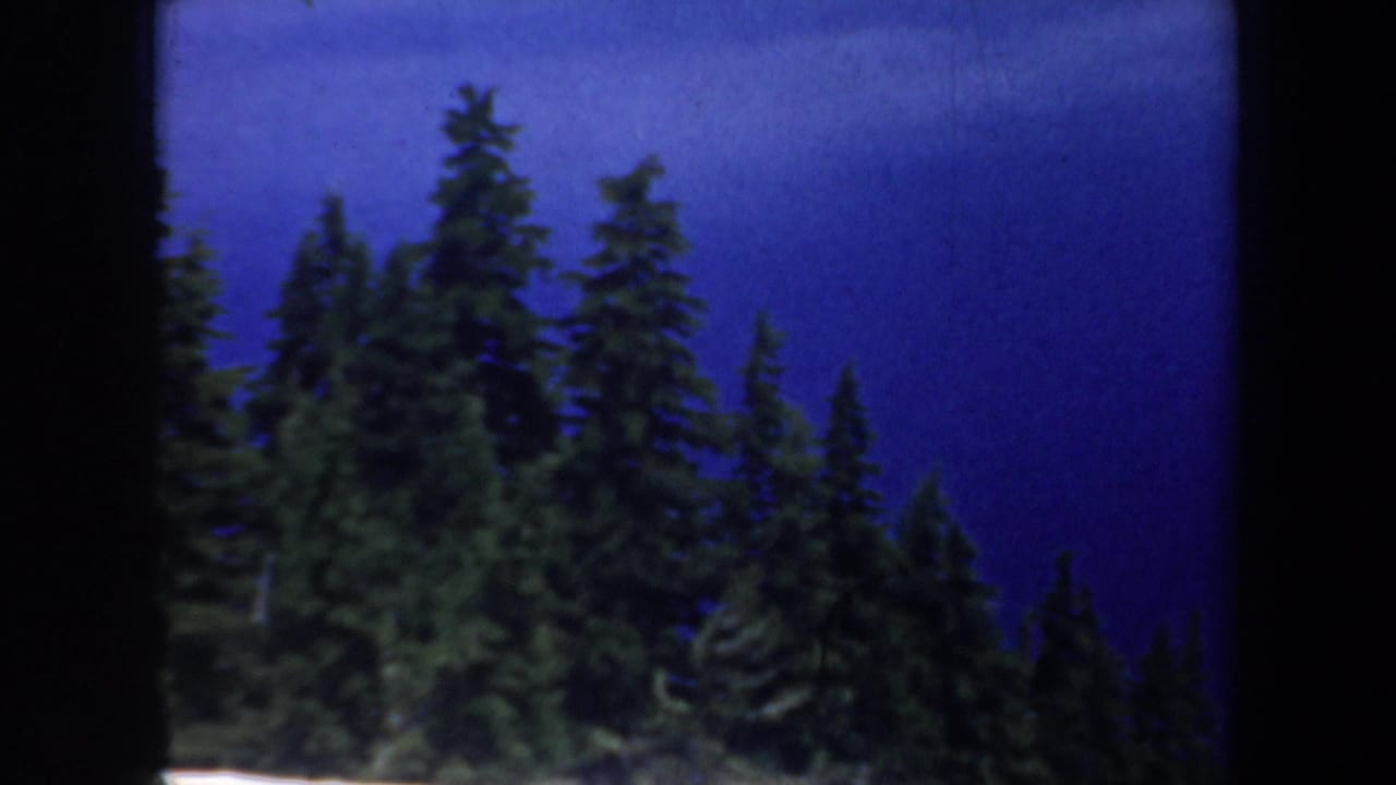 Tall evergreen trees against a dark blue sky with film edge artifacts.