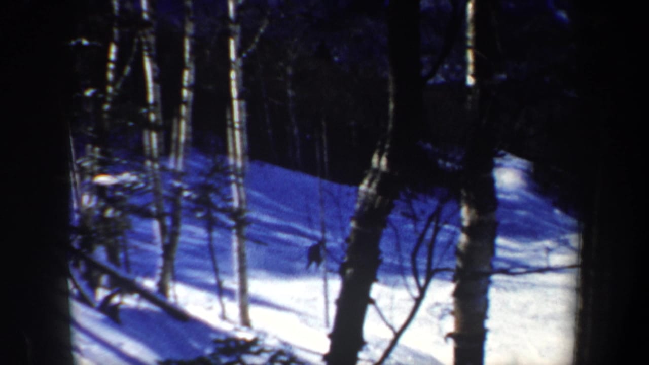 1962 New Hampshire home-movie frame showing snow, trees, and shadowed woods at the end of the skiing shot.
