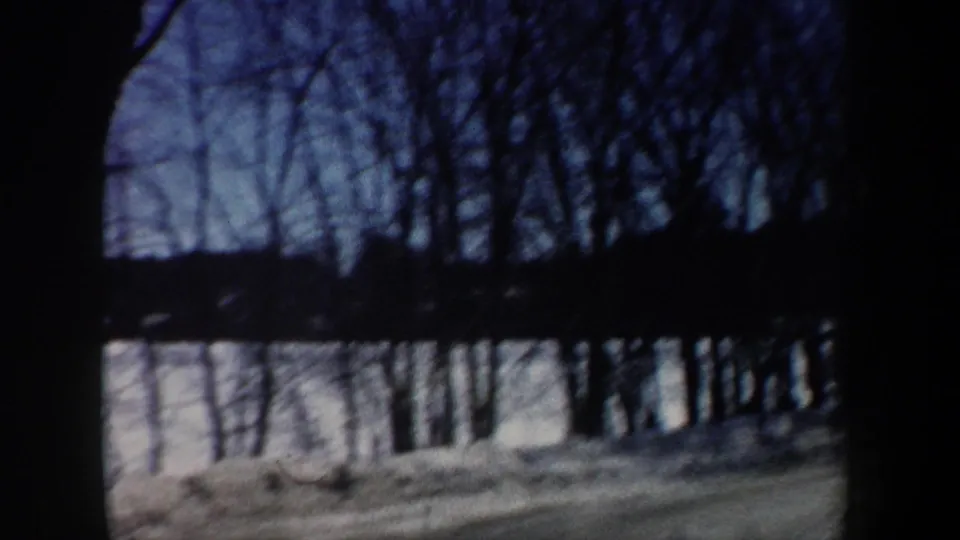 Soft 8mm winter view of leafless trees and dark trunks along a snowy or frozen lakeside landscape in New Hampshire.