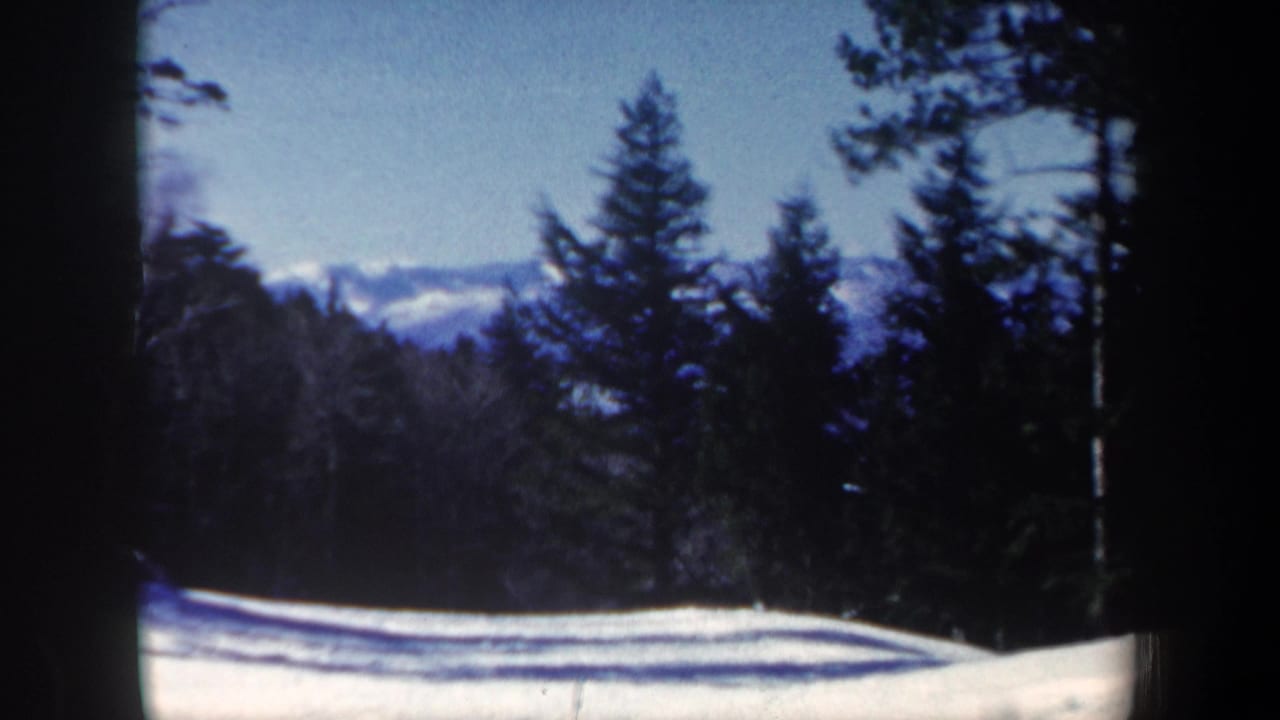 Snowy ground and evergreen trees seen from a shaded wooded spot.