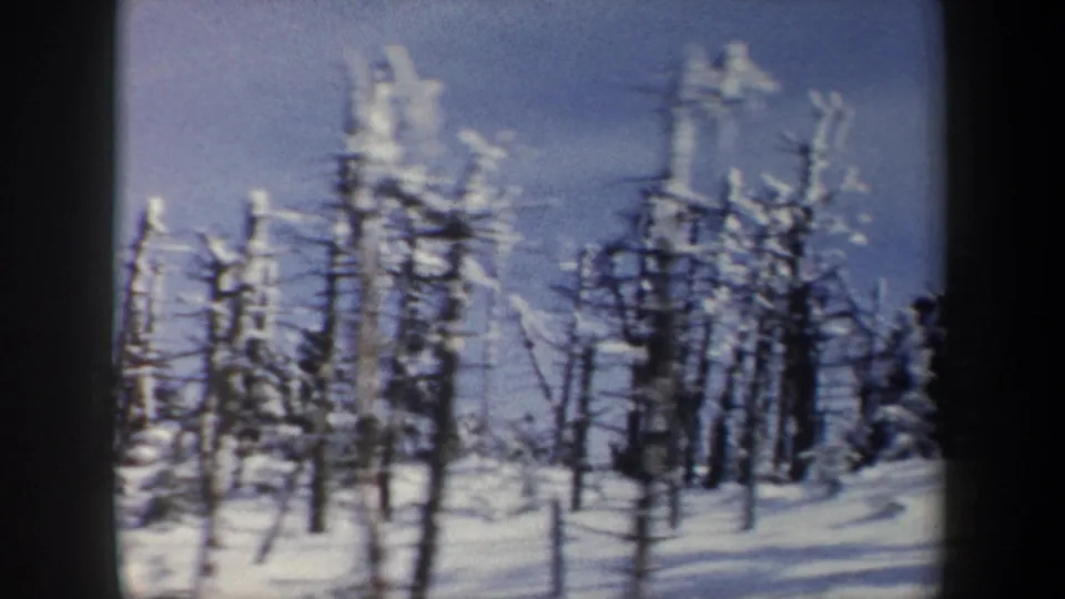 Snow-laden trees fill the frame in a winter mountain setting, with no identifiable landmark visible.