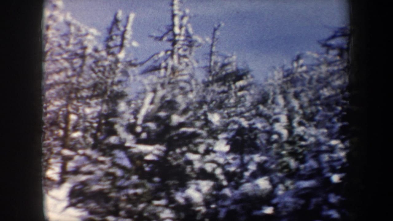 1962 New York 8mm frame showing snow-laden evergreens and bare branches in a wooded winter landscape.