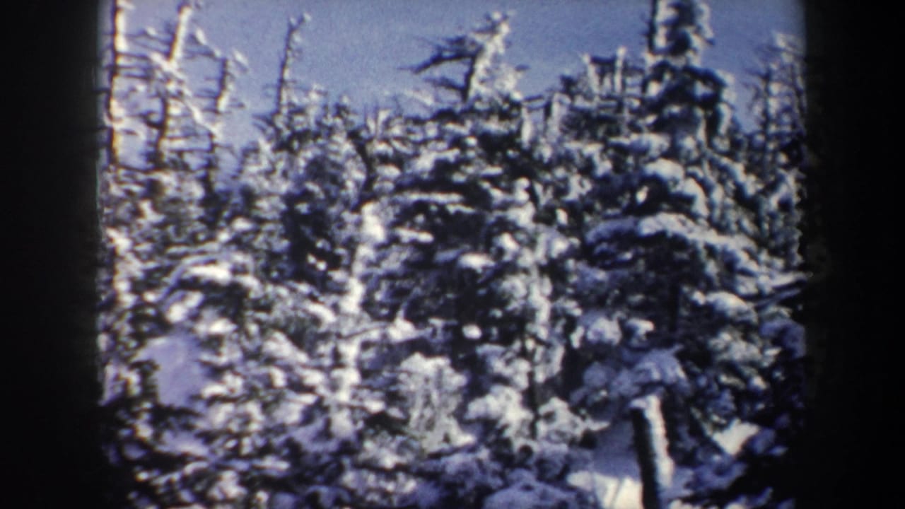 1962 New York home-movie frame with dense snow-covered trees, bare winter trunks, and soft 8mm color.