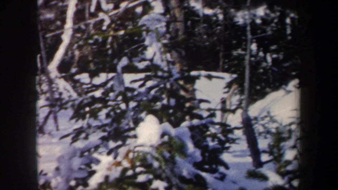 1962 New York 8mm frame showing a snowy wooded area with evergreen branches and bare trunks under bright winter light.