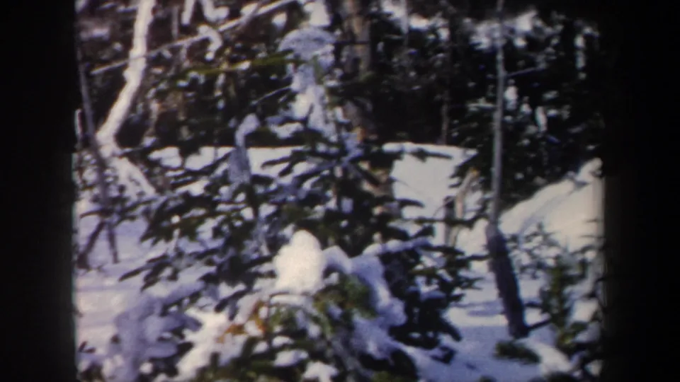 1962 New York 8mm frame showing a snowy wooded area with evergreen branches and bare trunks under bright winter light.