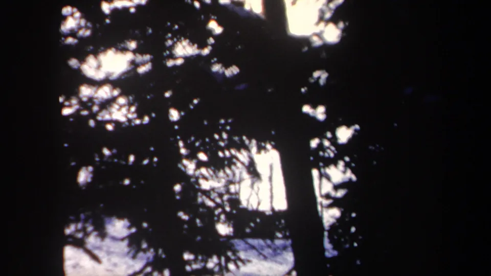1962 New York 8mm frame with dark conifer branches and tree trunks silhouetted against bright snow and winter light.