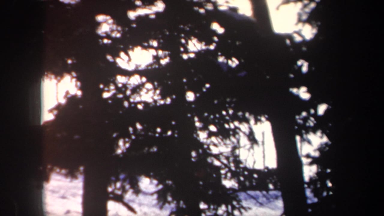 Silhouetted evergreens frame a bright snow-covered New York winter landscape in 1962 home-movie footage.